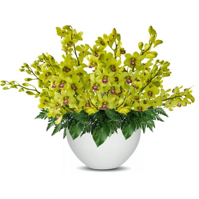 Sympathy Orchid Arrangement